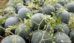 新昌吃瓜最新事件爆料视频